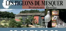 Le Pigeon de Mesquer élevage